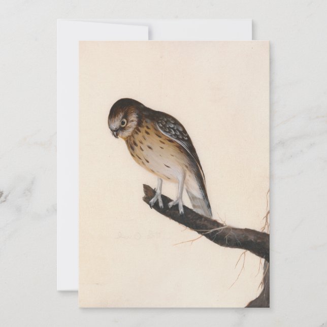 Petite chouette | William Lewin (Devant)