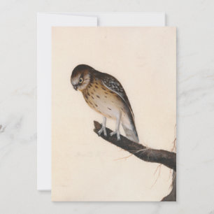 Petite chouette   William Lewin