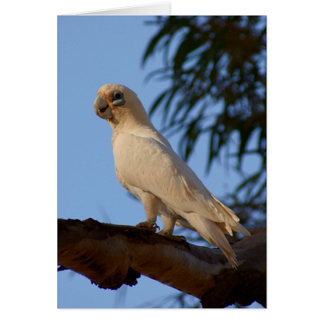 petite Corella (Devant)
