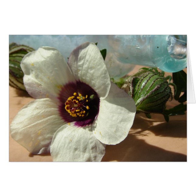 Petite Fleur Blanche, Bouteille Vintage, Citrouill (Devant horizontal)