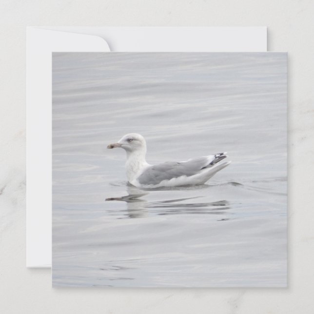 Petite mouette (Devant)