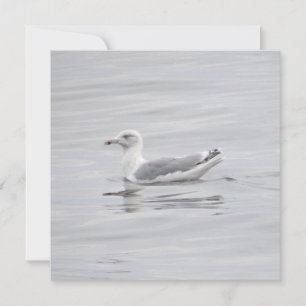 Petite mouette