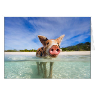 Petite porcelet