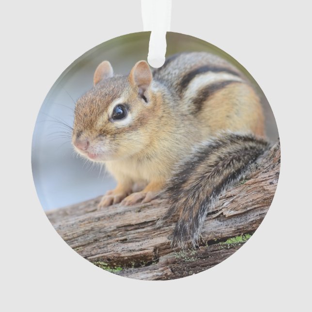 Petite tamia simplement adorable (dos)