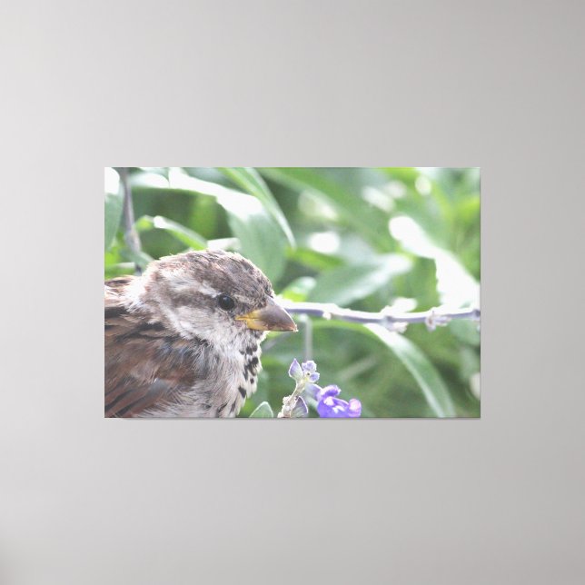 Petite toile d'oiseau (Recto)
