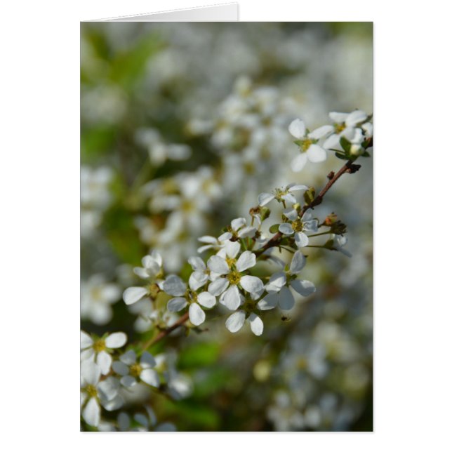 Petites fleurs blanches (Devant)