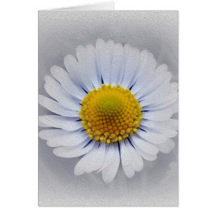 Petites marguerites