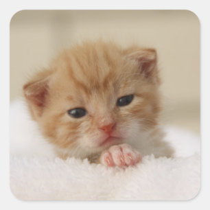 Petits autocollants doux précieux de chaton