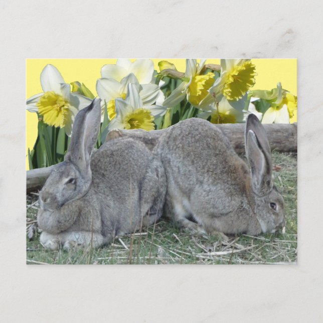 Petits Bunnies Daffodils Poussière. Carte postale  (Devant)