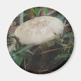 Petits champignons Brown OBX Magnet