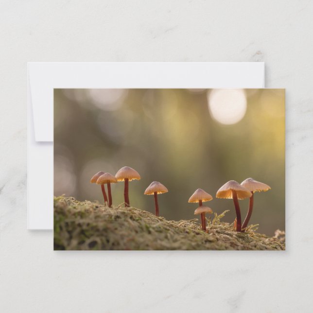 Petits champignons Photo nature (Devant)