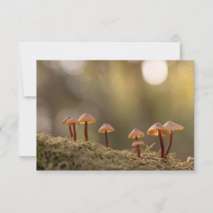 Petits champignons Photo nature