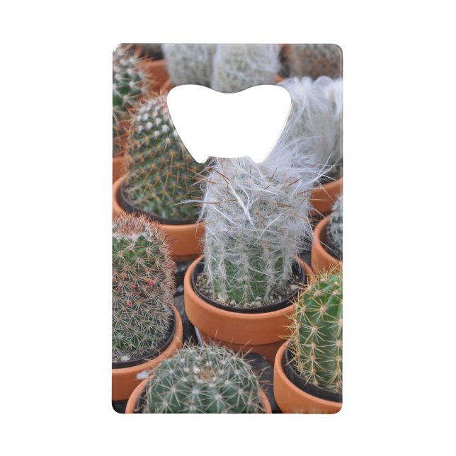 Petits plantes de cactus (Devant)