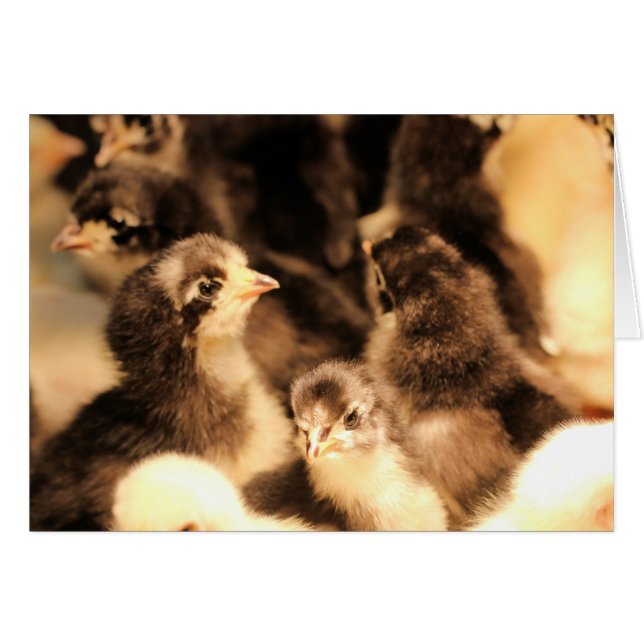 Petits poussins (Devant horizontal)