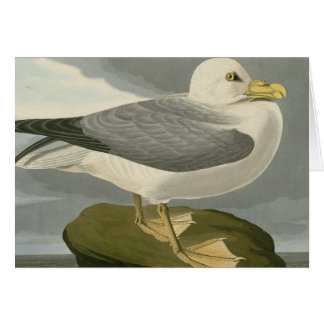 Pétrel de fulmar