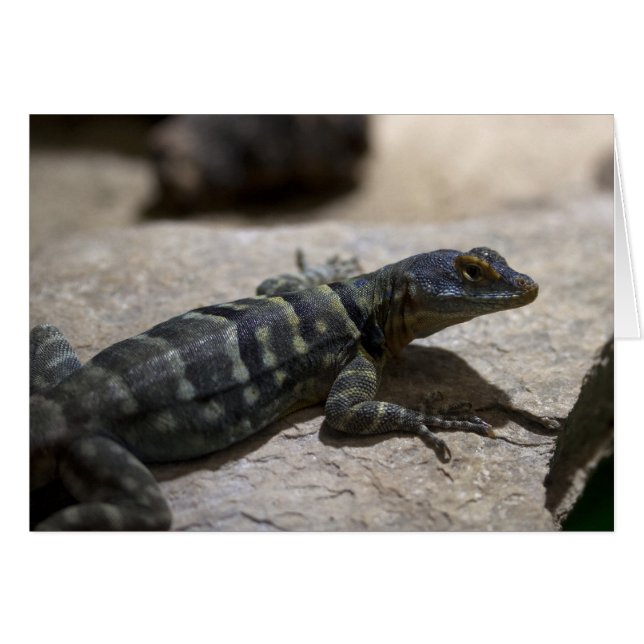 Petrosaurus thalassinus (Devant horizontal)