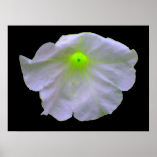 Petunia Green Glow Poster