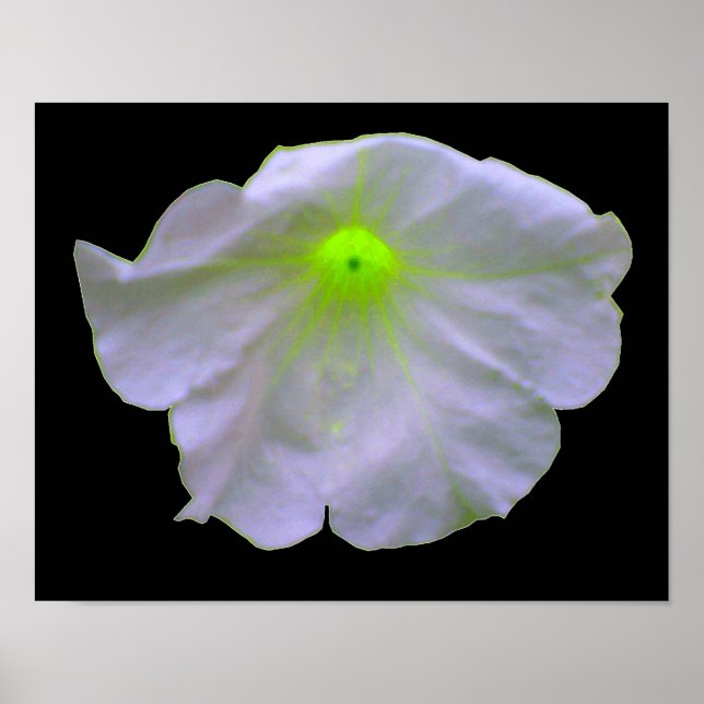 Petunia Green Glow Poster (Devant)