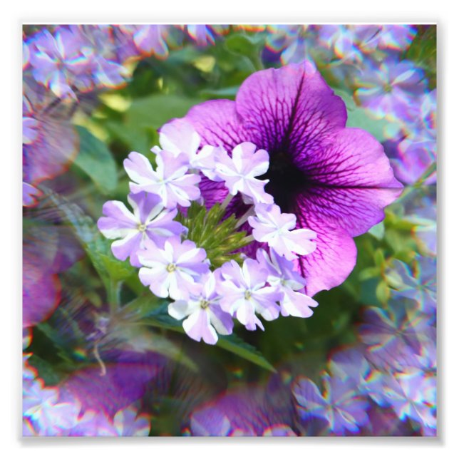 Petunia Purple & White Flowers Photographie Imprim (Devant)