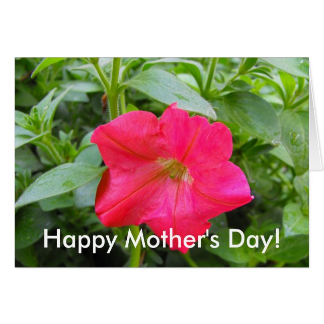 Pétunia rose (Devant horizontal)