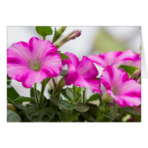 Pétunia rose