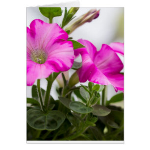 Pétunia rose