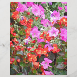 Pétunia rose et géraniums rouges