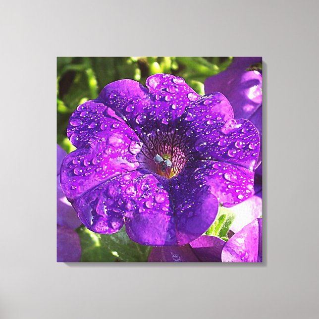 Petunia violet dans une toile de douche pluviale I (Recto)