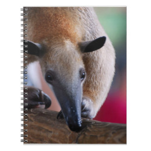 Peu de carnet de fourmilier