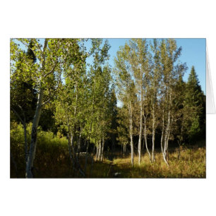 Peupliers le long du sentier Moose Ponds à Grand T