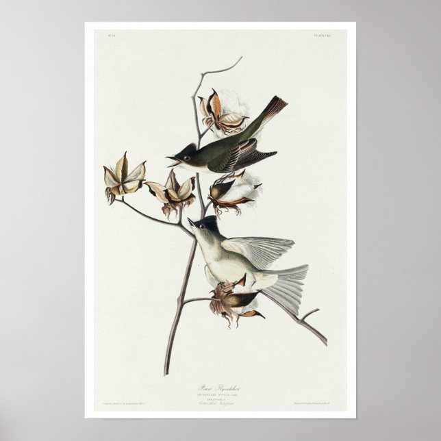 Pewit Flycatcher par Audubon Poster (Devant)