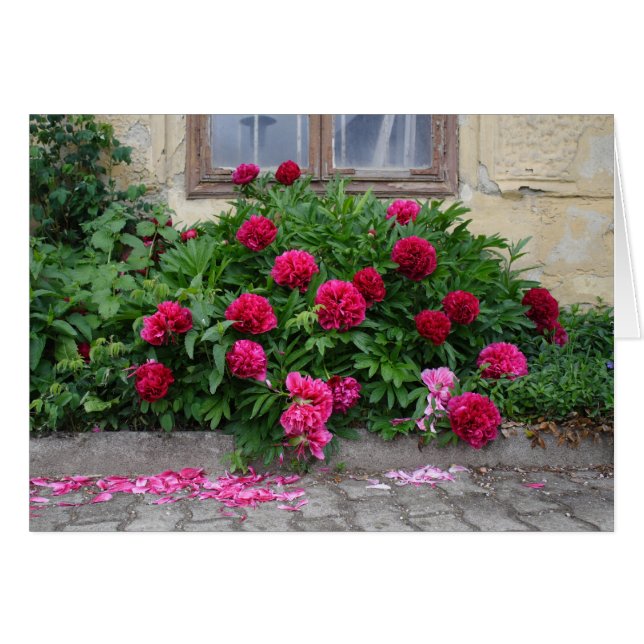 Pfingstrose (Devant horizontal)