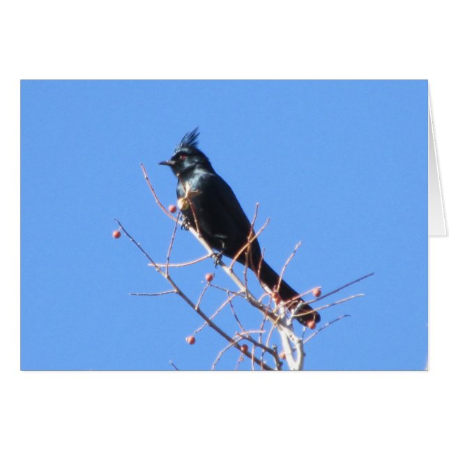 Phainopepla (Devant Horizontal)
