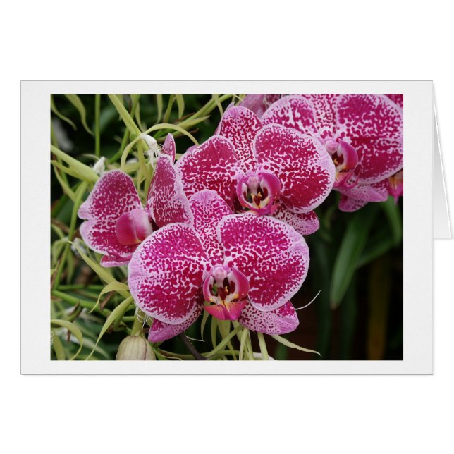 Phalaenopsis (Devant horizontal)