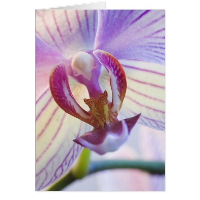 Phalaenopsis (Devant)