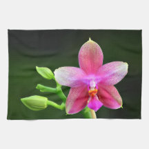 Phalaenopsis liodoro serviette de cuisine 40,6cm x