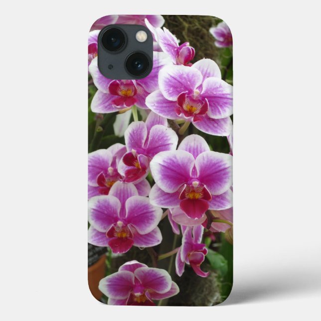 Phalaenopsis rose iPhone 13 Coque (Verso)