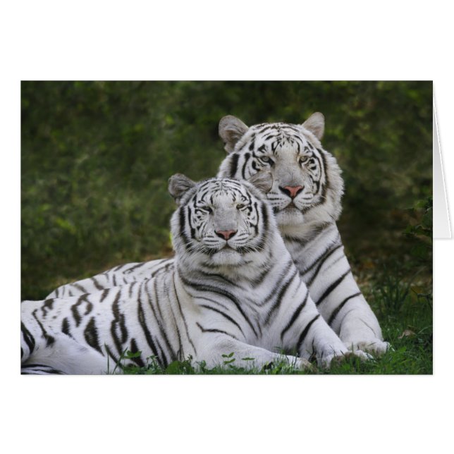 Phase blanche, Tigre du Bengale, Tigris (Devant horizontal)