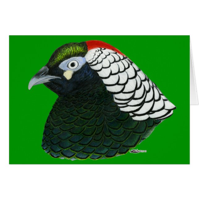 Phéasé : Lady Amherst Rooster (Devant Horizontal)