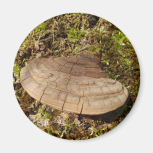Phellinus igniarius Magnet