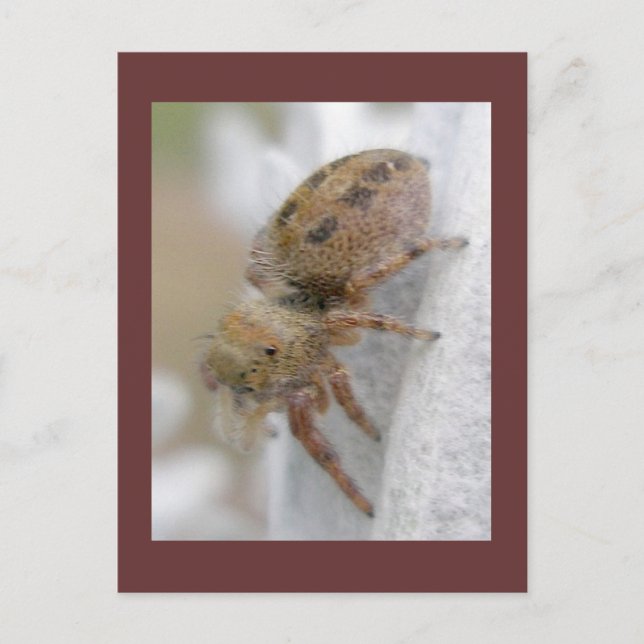 Phidippus clarus Jumping Spider Carte postale (Devant)