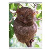 Philippine Tarsier