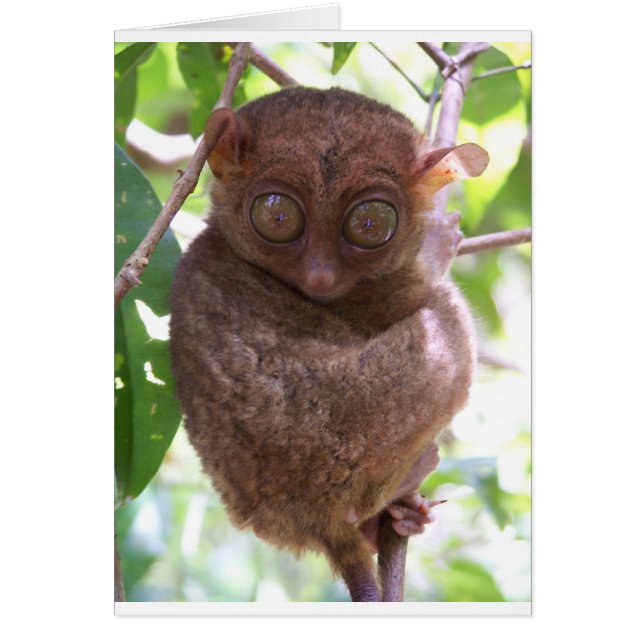 Philippine Tarsier (Devant)