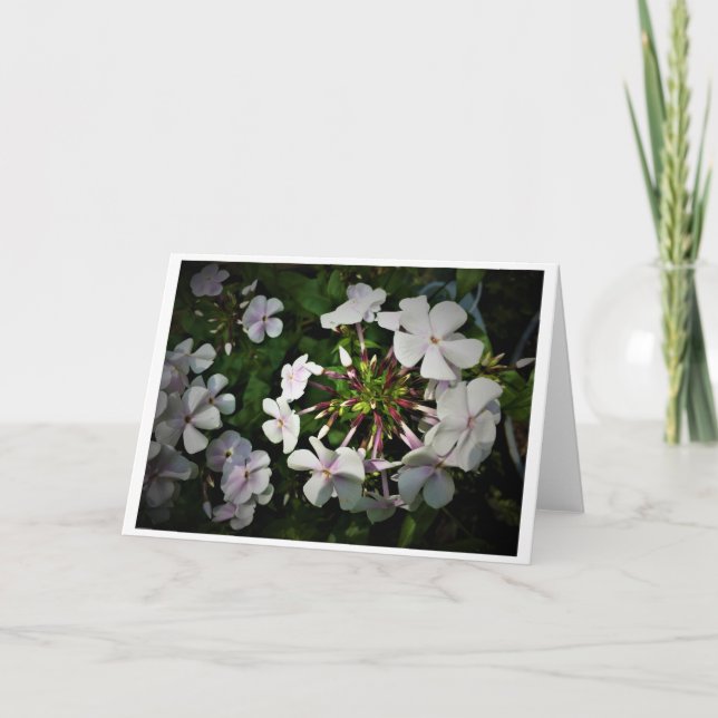 Phlox, carte (Devant)