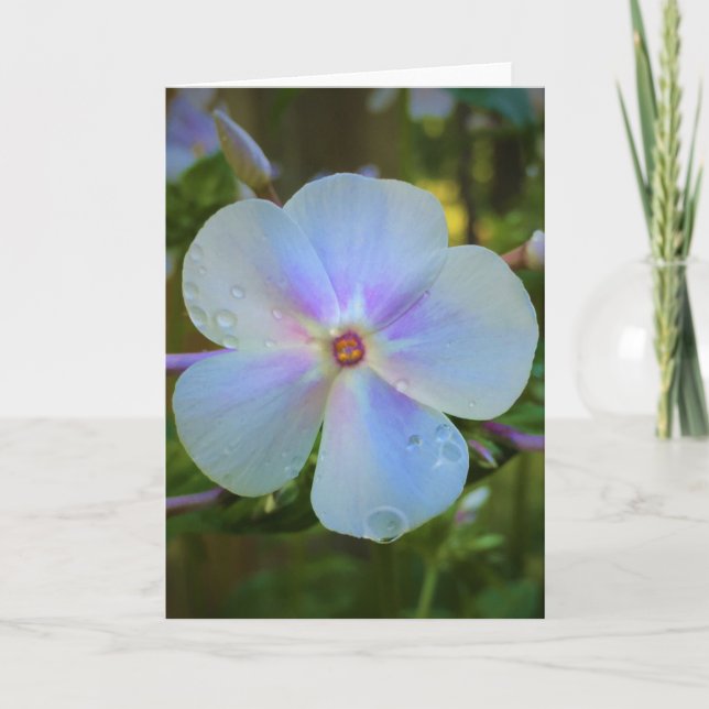 Phlox, carte (Devant)