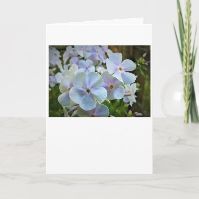 Phlox, carte (Devant)