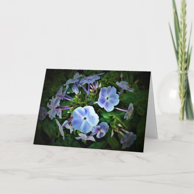 Phlox, carte (Devant)