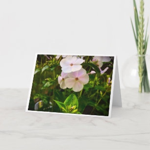 Phlox, carte