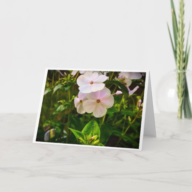 Phlox, carte (Devant)
