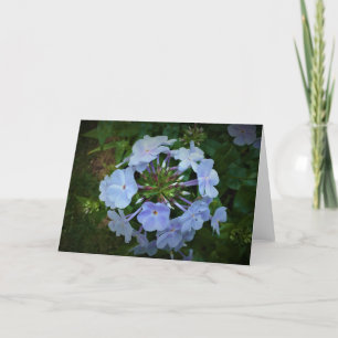 Phlox, carte